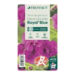 Géranium Lierre Double 'Royal® Blue' Label Rouge : 10 Plants -Terre et Verdure 697173 008
