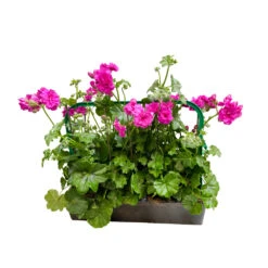 Géranium Lierre Double 'Royal® Blue' Label Rouge : 10 Plants -Terre et Verdure 697173 1286629