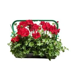 Géranium Lierre Double 'Marcada® Dark Red' Label Rouge : 10 Plants -Terre et Verdure 697174 004