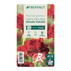 Géranium Lierre Double 'Marcada® Dark Red' Label Rouge : 10 Plants -Terre et Verdure 697174 006