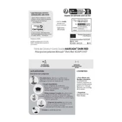 Géranium Lierre Double 'Marcada® Dark Red' Label Rouge : 10 Plants -Terre et Verdure 697174 007