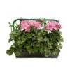 Géranium Lierre Double 'Royal® Light Pink' Label Rouge : 10 Plants -Terre et Verdure 697175 006