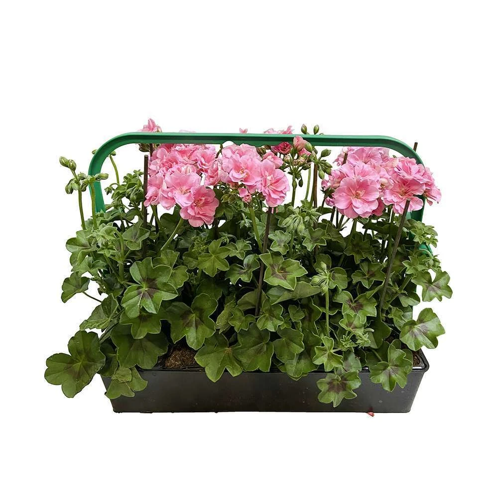 Géranium Lierre Double 'Royal® Light Pink' Label Rouge : 10 Plants 3 Géranium Lierre Double 'Royal® Light Pink' Label Rouge : 10 Plants