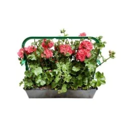 Géranium Lierre Double 'Royal® Salmon' Label Rouge : 10 Plants -Terre et Verdure 697176 010