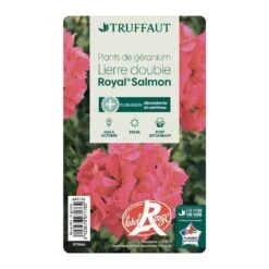 Géranium Lierre Double 'Royal® Salmon' Label Rouge : 10 Plants -Terre et Verdure 697176 013