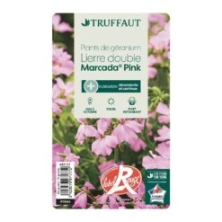 Géranium Lierre Double 'Marcada® Pink' Label Rouge : 10 Plants -Terre et Verdure 697177 007