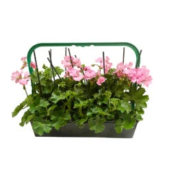 Géranium Lierre Double 'Marcada® Pink' Label Rouge : 10 Plants -Terre et Verdure 697177 1417090