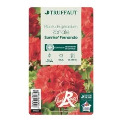 Géranium Zonale 'Sunrise® Fernando' Label Rouge : 10 Plants -Terre et Verdure 697186 004