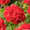 Géranium Zonale 'Sunrise® Fernando' Label Rouge : 10 Plants -Terre et Verdure 697186 1417141