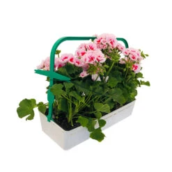 Géranium Zonale Americana® White Splash Improved'Label Rouge:10 Plants 9 Géranium Zonale Americana® White Splash Improved'Label Rouge:10 Plants -Terre et Verdure 697188 003