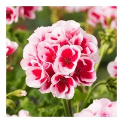 Géranium Zonale Americana® White Splash Improved'Label Rouge:10 Plants 10 Géranium Zonale Americana® White Splash Improved'Label Rouge:10 Plants -Terre et Verdure 697188 005