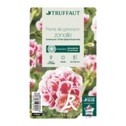 Géranium Zonale Americana® White Splash Improved'Label Rouge:10 Plants 12 Géranium Zonale Americana® White Splash Improved'Label Rouge:10 Plants -Terre et Verdure 697188 006