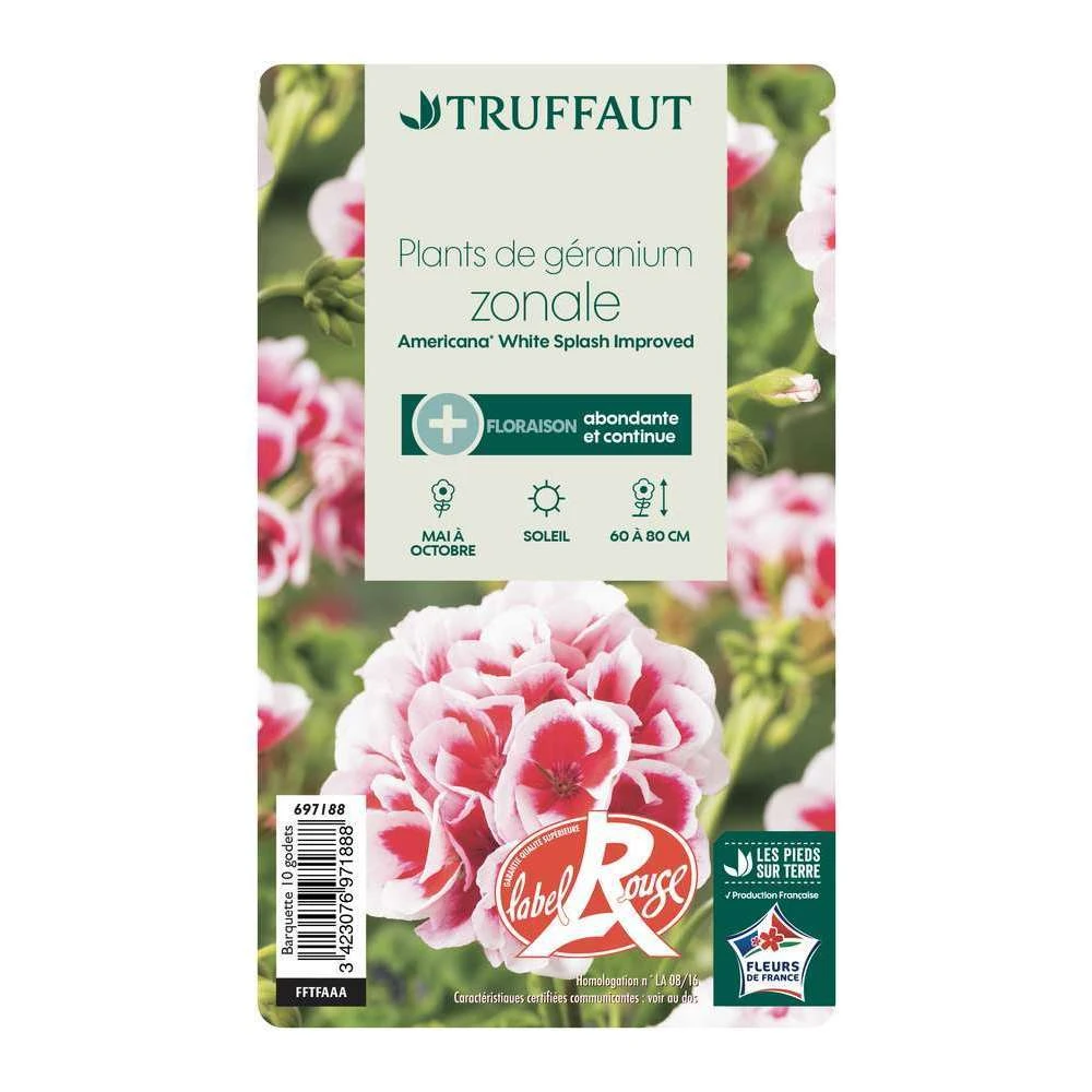 Géranium Zonale Americana® White Splash Improved'Label Rouge:10 Plants 7 Géranium Zonale Americana® White Splash Improved'Label Rouge:10 Plants – Image 5