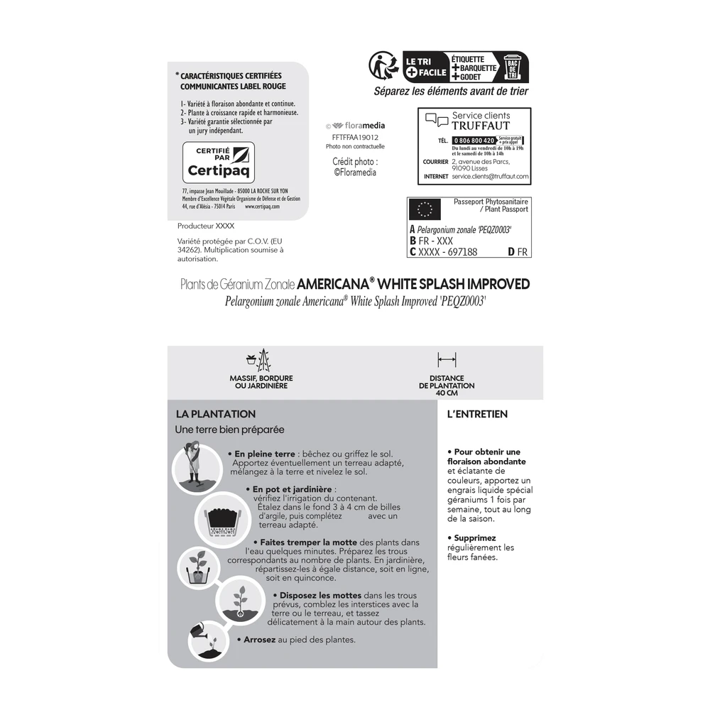Géranium Zonale Americana® White Splash Improved'Label Rouge:10 Plants 8 Géranium Zonale Americana® White Splash Improved'Label Rouge:10 Plants – Image 6