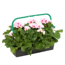 Géranium Zonale Americana® White Splash Improved'Label Rouge:10 Plants 11 Géranium Zonale Americana® White Splash Improved'Label Rouge:10 Plants -Terre et Verdure 697188 2080140