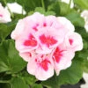 Géranium Zonale Americana® White Splash Improved'Label Rouge:10 Plants -Terre et Verdure 697188 2091066