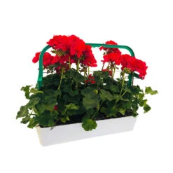 Géranium Zonale 'Tango® Neon Purple' Label Rouge : 10 Plants 9 Géranium Zonale 'Tango® Neon Purple' Label Rouge : 10 Plants -Terre et Verdure 697190 002