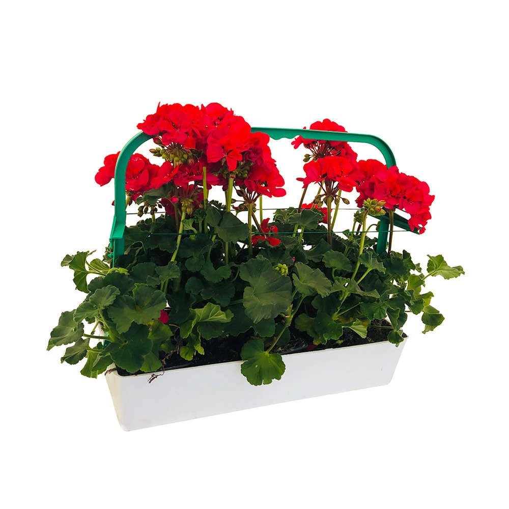 Géranium Zonale 'Tango® Neon Purple' Label Rouge : 10 Plants 5 Géranium Zonale 'Tango® Neon Purple' Label Rouge : 10 Plants – Image 3