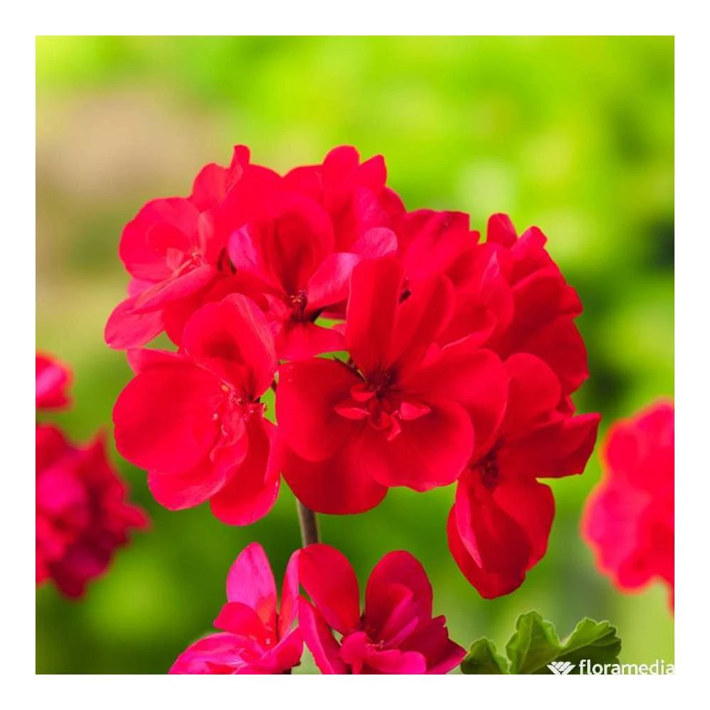 Géranium Zonale 'Tango® Neon Purple' Label Rouge : 10 Plants 3 Géranium Zonale 'Tango® Neon Purple' Label Rouge : 10 Plants