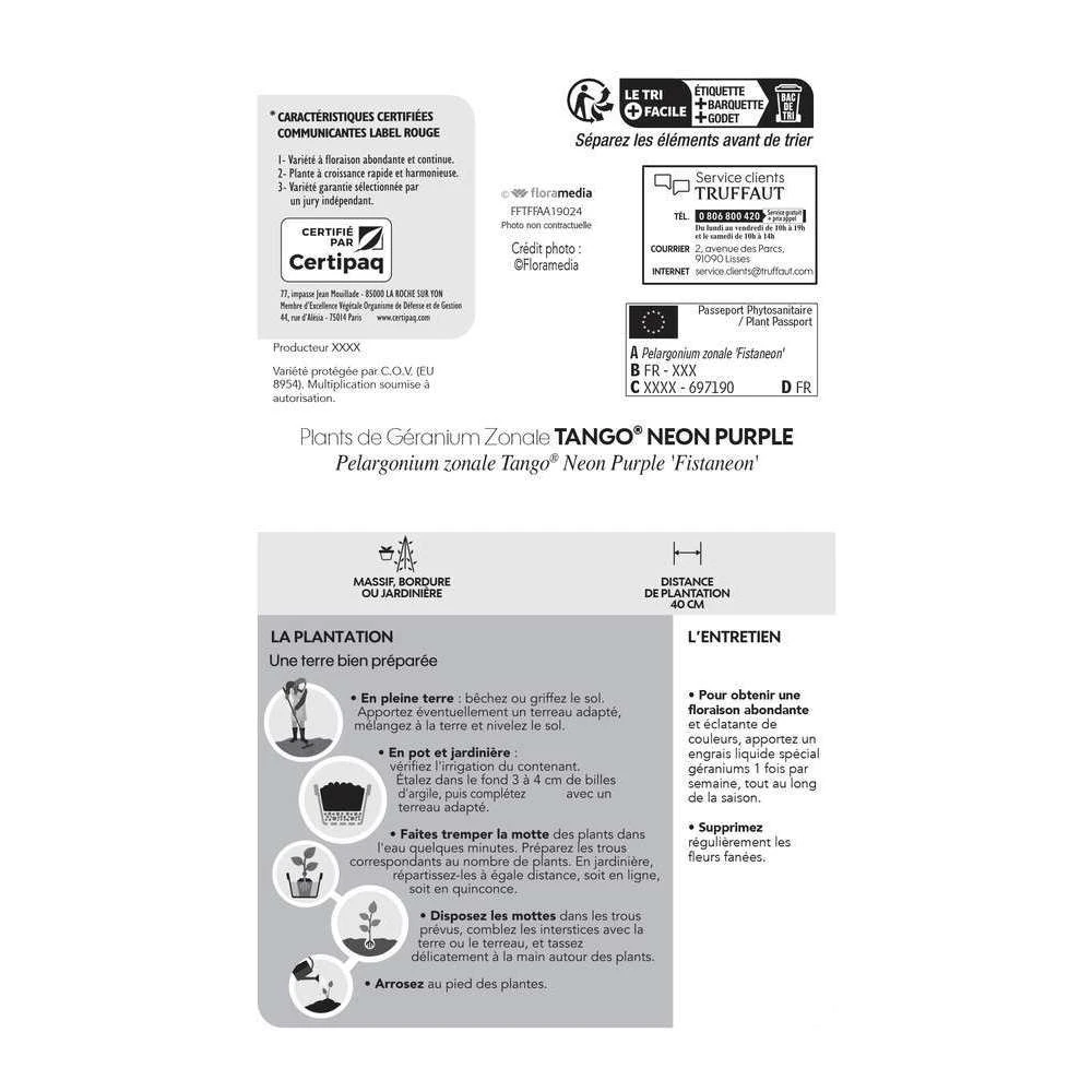 Géranium Zonale 'Tango® Neon Purple' Label Rouge : 10 Plants 7 Géranium Zonale 'Tango® Neon Purple' Label Rouge : 10 Plants – Image 5