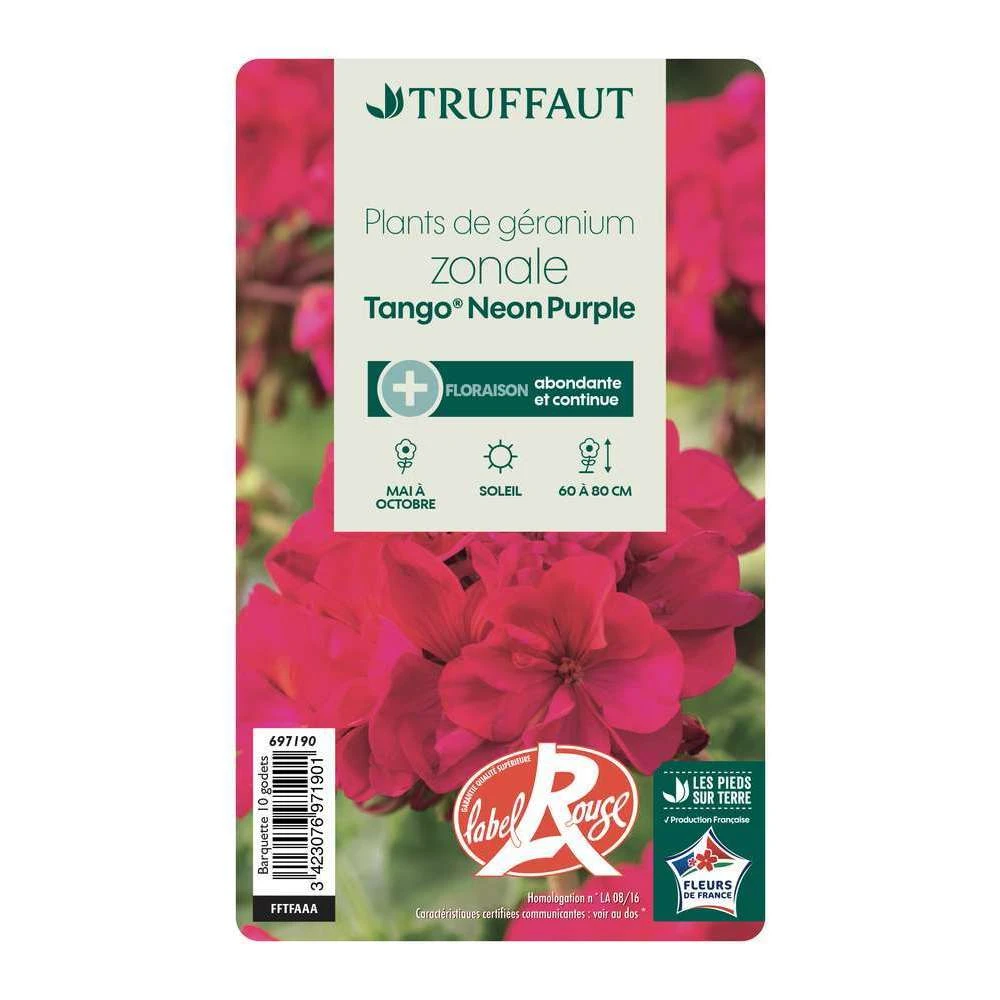 Géranium Zonale 'Tango® Neon Purple' Label Rouge : 10 Plants 6 Géranium Zonale 'Tango® Neon Purple' Label Rouge : 10 Plants – Image 4