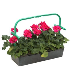 Géranium Zonale 'Tango® Neon Purple' Label Rouge : 10 Plants 8 Géranium Zonale 'Tango® Neon Purple' Label Rouge : 10 Plants -Terre et Verdure 697190 2080146