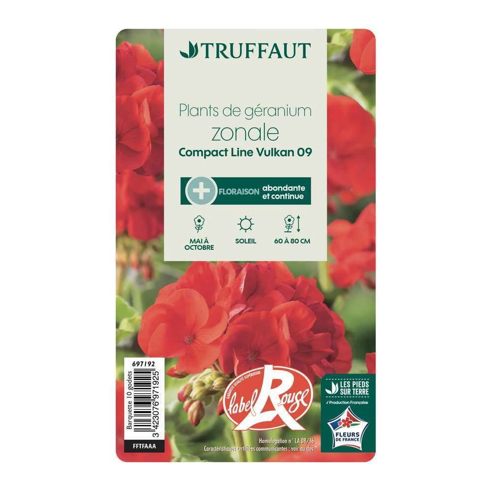 Géranium Zonale 'Compact Line Vulkan 09' Label Rouge : 10 Plants 6 Géranium Zonale 'Compact Line Vulkan 09' Label Rouge : 10 Plants – Image 4