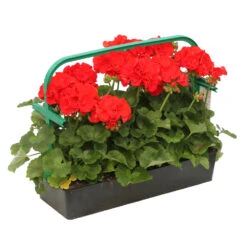 Géranium Zonale 'Compact Line Vulkan 09' Label Rouge : 10 Plants 9 Géranium Zonale 'Compact Line Vulkan 09' Label Rouge : 10 Plants -Terre et Verdure 697192 2080104