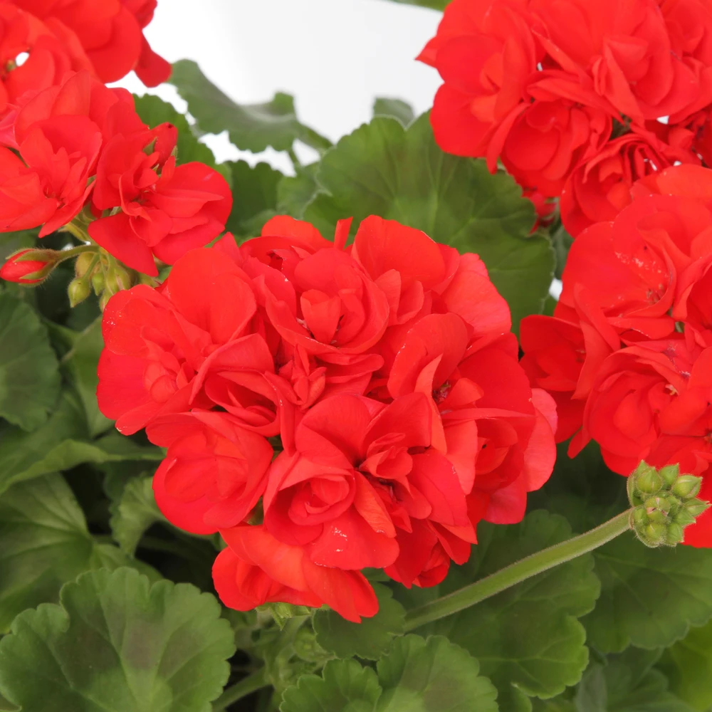 Géranium Zonale 'Compact Line Vulkan 09' Label Rouge : 10 Plants 4 Géranium Zonale 'Compact Line Vulkan 09' Label Rouge : 10 Plants – Image 2