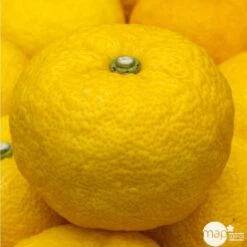 Yuzu AB: Pot 3L, Greffe -Terre et Verdure 697329 001