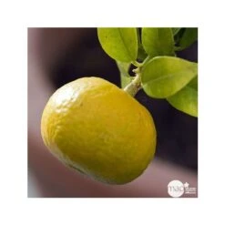 Mandarinier : C3L, Agriculture Biologique 10 Mandarinier : C3L, Agriculture Biologique -Terre et Verdure 697332 001