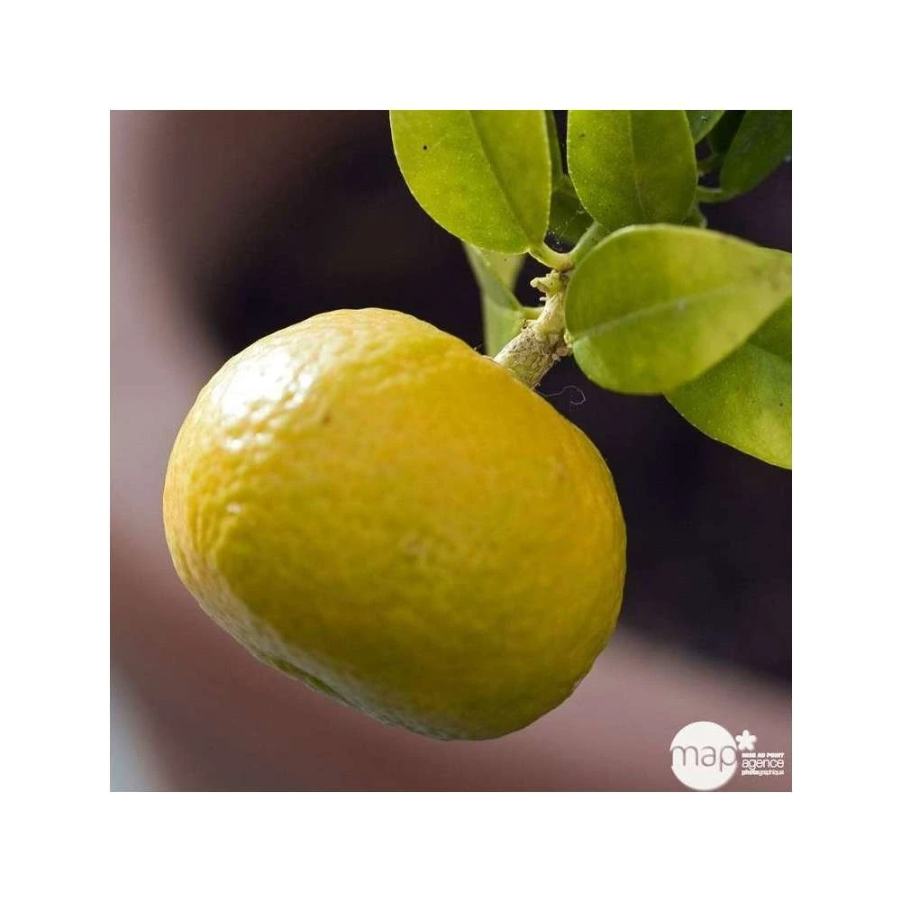 Mandarinier : C3L, Agriculture Biologique 5 Mandarinier : C3L, Agriculture Biologique – Image 3