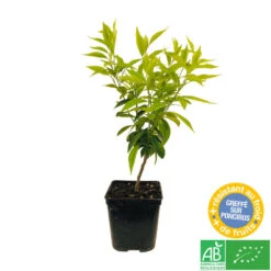 Mandarinier : C3L, Agriculture Biologique 11 Mandarinier : C3L, Agriculture Biologique -Terre et Verdure 697332 004