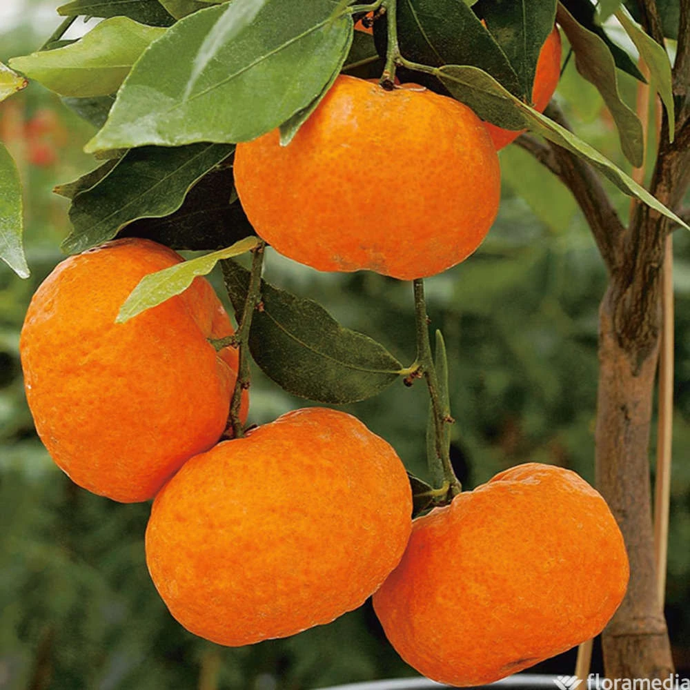 Mandarinier : C3L, Agriculture Biologique 7 Mandarinier : C3L, Agriculture Biologique – Image 5