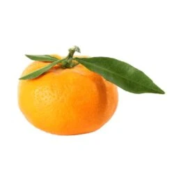 Mandarinier : C3L, Agriculture Biologique 13 Mandarinier : C3L, Agriculture Biologique -Terre et Verdure 697332 009