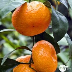 Mandarinier Satmusa : AB, C3L Greffe -Terre et Verdure 697333 005