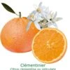 Clementinier Bio Tailles:pot De 3 Litres, Hauteur 30/40 Cm -Terre et Verdure 69e2888bcc1a988f
