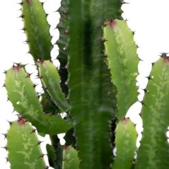 Euphorbia Acrurensis - H80cm, ø24cm - Grande Plante D'intérieur -Terre et Verdure 6b09bab30d1cdf42