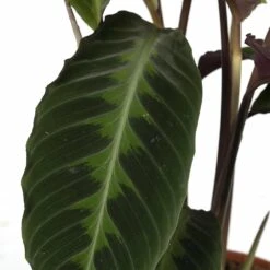 Calathea Warscewiczii - H70cm, ø19cm - Grande Plante D'intérieur 9 Calathea Warscewiczii - H70cm, ø19cm - Grande Plante D'intérieur -Terre et Verdure 6b4a7b366e9224cd
