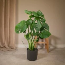 Monstera Deliciosa - H55cm, ø17cm - Plante D'intérieur 8 Monstera Deliciosa - H55cm, ø17cm - Plante D'intérieur -Terre et Verdure 6b77294044c95c17
