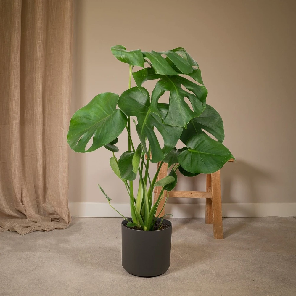 Monstera Deliciosa - H55cm, ø17cm - Plante D'intérieur 4 Monstera Deliciosa - H55cm, ø17cm - Plante D'intérieur – Image 2