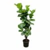 Ficus Lyrata Xxl - H180cm, ø30cm - Très Grande Plante D'intérieur -Terre et Verdure 6bc45420a0a29048