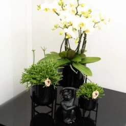 Rhipsalis Baccifera - H15cm, ø9cm - Plante D'intérieur -Terre et Verdure 6c20d128ee866f20