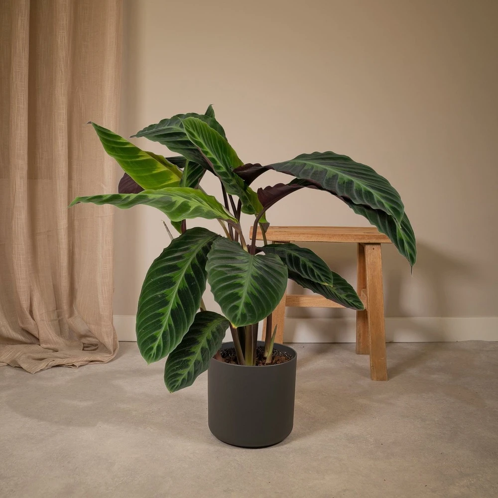 Calathea Warscewiczii - H70cm, ø19cm - Grande Plante D'intérieur 4 Calathea Warscewiczii - H70cm, ø19cm - Grande Plante D'intérieur – Image 2