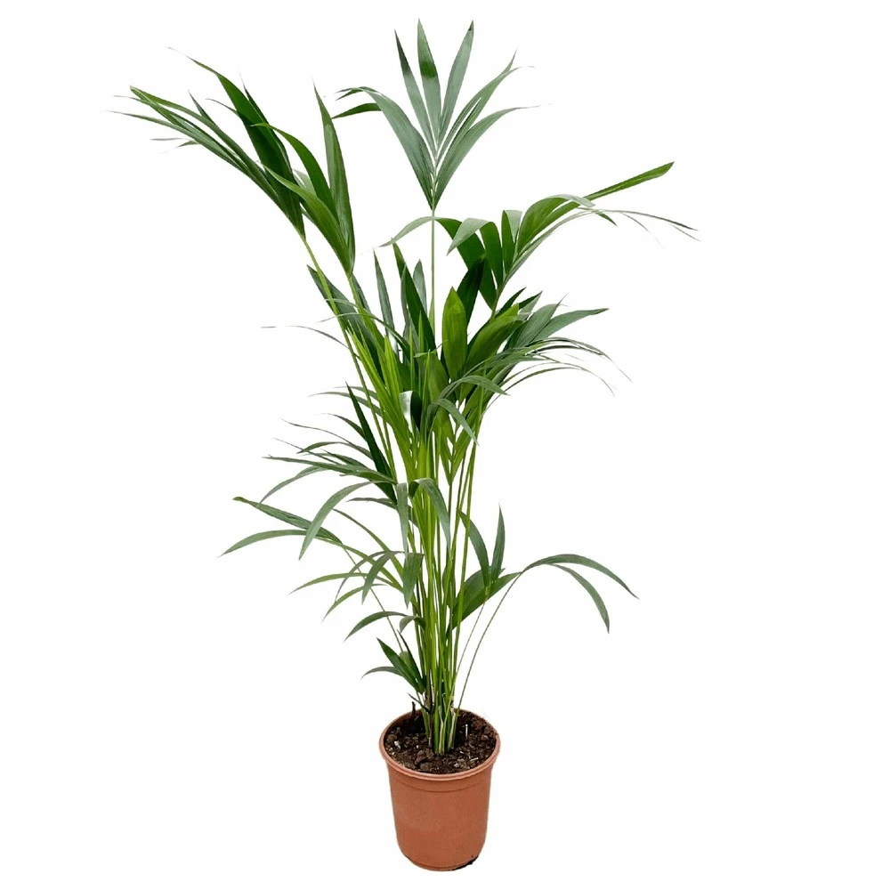 Palmier Kentia Xxl - H150cm, ø24cm - Très Grande Plante D'intérieur 3 Palmier Kentia Xxl - H150cm, ø24cm - Très Grande Plante D'intérieur
