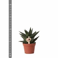 Haworthia Limifolia - ø6cm - H11cm, ø6cm - Plante D'intérieur 11 Haworthia Limifolia - ø6cm - H11cm, ø6cm - Plante D'intérieur -Terre et Verdure 6f5c034fd84b61ae