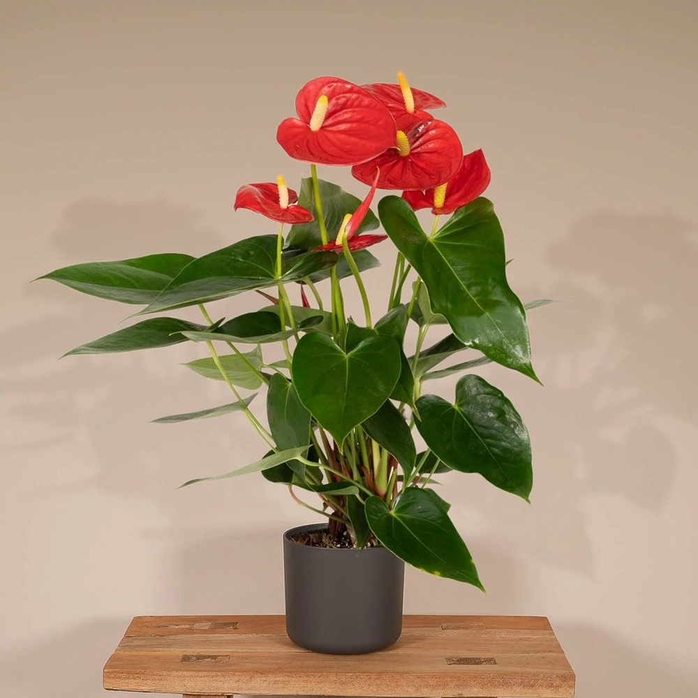 Anthurium Rouge - H40cm, ø12cm - Plante D'intérieur 4 Anthurium Rouge - H40cm, ø12cm - Plante D'intérieur – Image 2