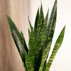 Sansevieria Zeylanica - H65cm, ø17cm - Plante D'intérieur Sans Entretien -Terre et Verdure 70e9e661537d5d45