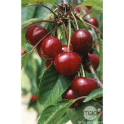 Cerisier Bigarreau Van : Gobelet 3 Ans D'âge Ctr 12 Litres -Terre et Verdure 71295 003