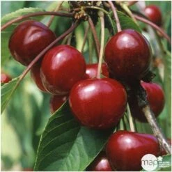 Cerisier Bigarreau Van : Gobelet 3 Ans D'âge Ctr 12 Litres -Terre et Verdure 71295 005